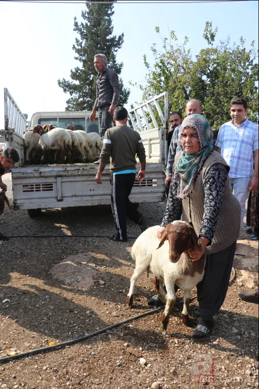 Adana'da koyunları çalınan Ayşe teyzenin gözyaşları dindi 20