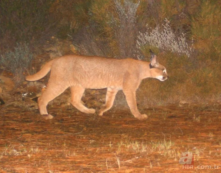 Dünyada ve Türkiye'de bir ilk! Aynı bölgede görüldüler 2