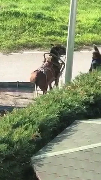 Bursa'da yükü çekmeyen atı böyle kırbaçladı - 4