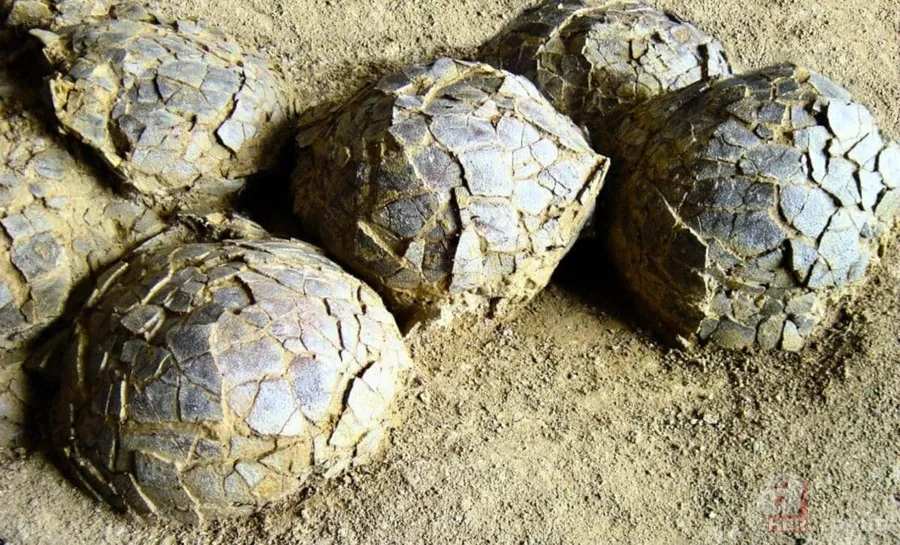 70 milyon yıl sonra bulundu: Yüzlerce dinozor yumurtası bir arada 5