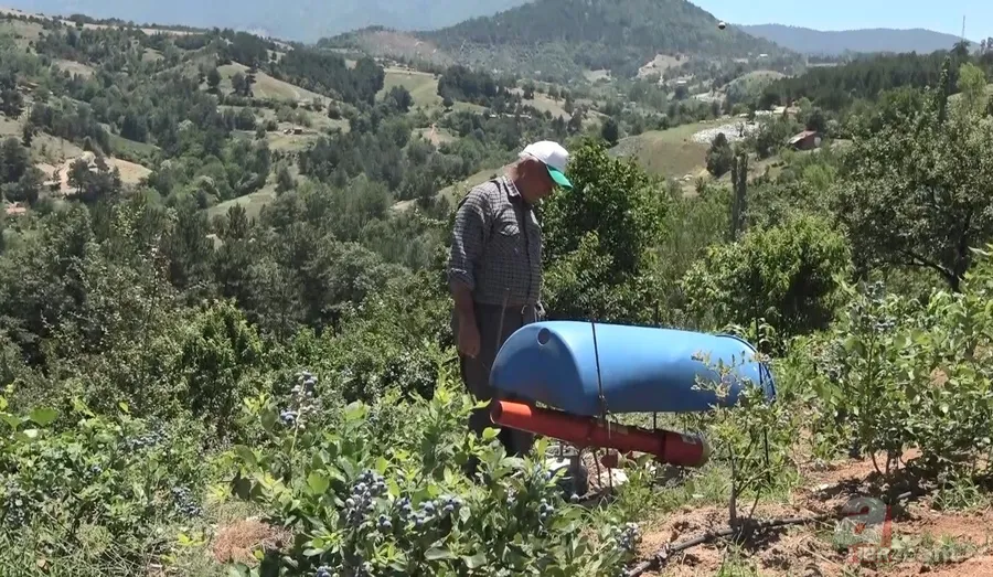 Kilosu 100 TL’lik meyvelerini bakın nasıl koruyor! Görenler hayrete düştü 7