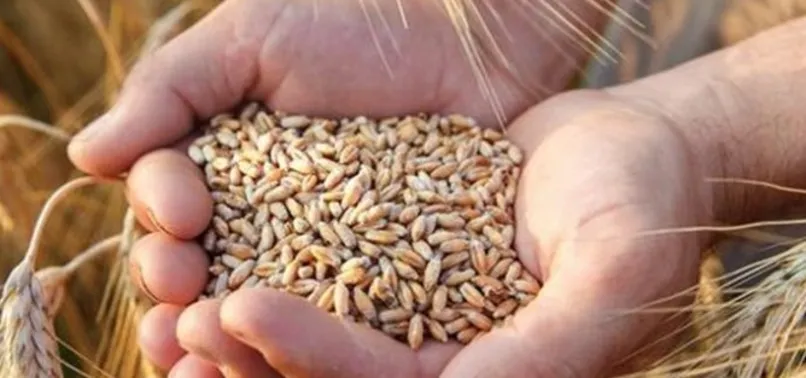 2023 Buğday fiyatları açıklandı mı? TMO buğday taban fiyatları ne kadar, kaç TL olacak? 1 ton buğday fiyatı...