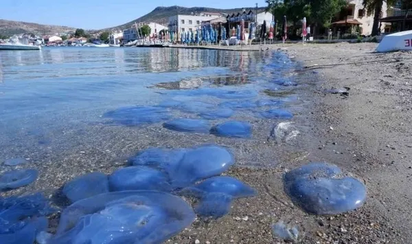 CHP’li Tunç Soyer bir kez daha sınıfta kaldı! Denizanası istilasının nedeni arıtma tesisi...