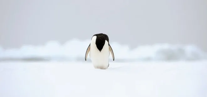 Korkutan açıklama! Antarktika’da sıcaklık rekoru kırıldı!