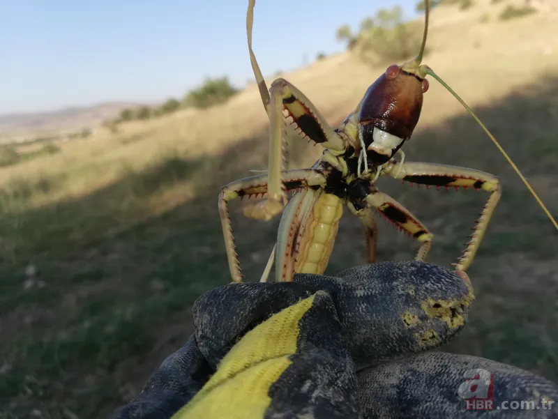 Son dakika: Türkiye'de görülen et yiyen çekirge şehri alarma geçirdi! Vatandaşlar tedirgin 5