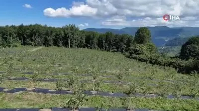 Ordu’da mavi yemiş kazandırıyor