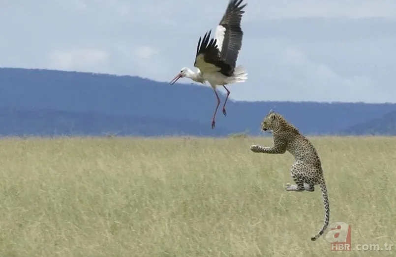 Böylesini daha önce hiç görmediniz 33