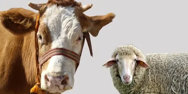 Kurban keserken nelere dikkat edilmeli? Kurban kestikten sonra kılınan namaz nedir, kaç rekat?