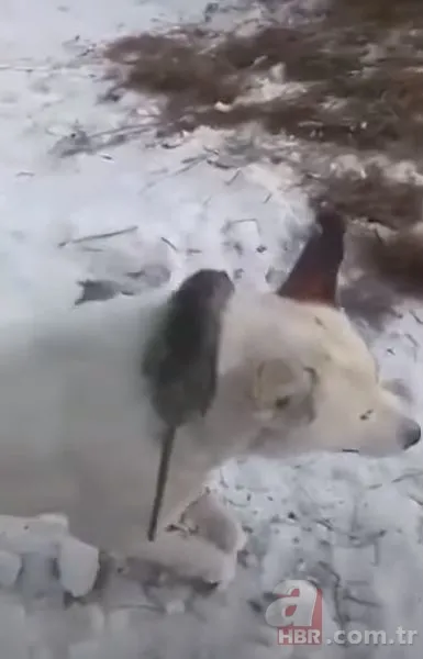 Görüntüler Türkiye'den! Kirpikleri ve sakalı soğuktan dondu 23