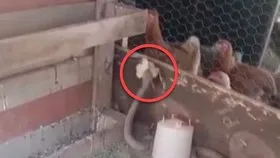 Dev yılan kümesteki civcivi telef etti! Hayvanlar böyle izledi