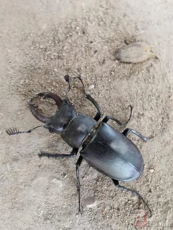 Koronavirüs nedeniyle sokağa çıkmak yasaklanmıştı! Sokakta yıllardır görülmeyen misk kedisi görüntülendi 6