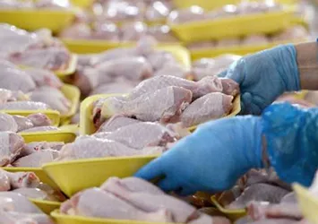 Suudi Arabistan'dan tavuk ithalatı yasağı