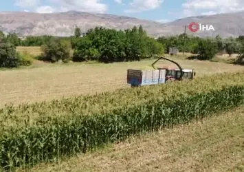 Bayburt'ta silajlık mısır hasadı kamerada