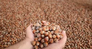 Fındık ülkesiyiz ama uzmanımız yok!