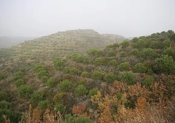 Hatay'da ormana girişler 4 ay yasaklandı