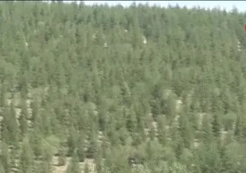 Orman yangınlarının önüne geçmek için ağaç budaması