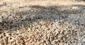 Çiftçilerin bulgur yapım mesaisi başladı