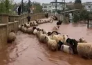 Hatayda çoban kuzuları son selden anda kurtardı