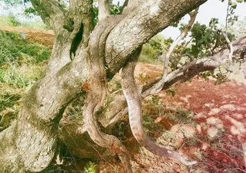 Kahramanmaraş'ta yılan paniği