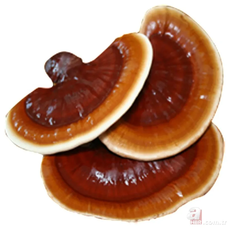 Ölümsüzlük mantarı nedir | Reishi mantarının faydaları nelerdir | Fiyatı dudak uçuklatıyor 7