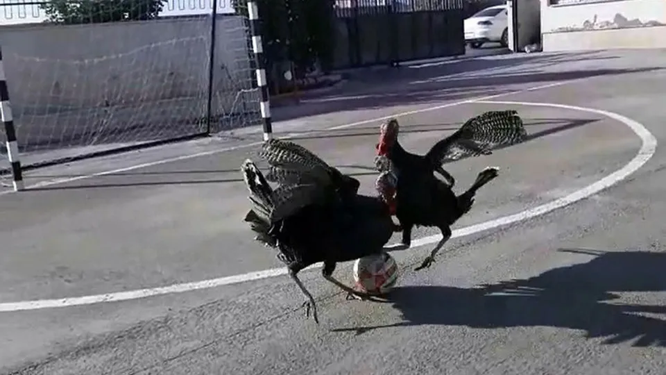 Görenler şaştı kaldı! Hindilerin futbol keyfi