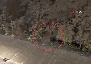 Nesli tükenme tehlikesinde! O ilimizde avlanırken böyle görüntülendi