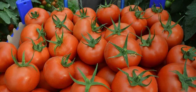 Rusya’dan domates açıklaması