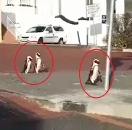 Koronavirüs nedeniyle boşalan sokaklarda penguenler geziyor