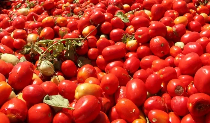 Domates yiyen virüse karşı antikorlu olacak | Özbekistan’da çalışmalar başladı