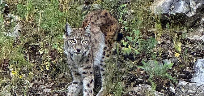 "Ormanın hayaleti" vaşak Kemaliye’de görüntülendi