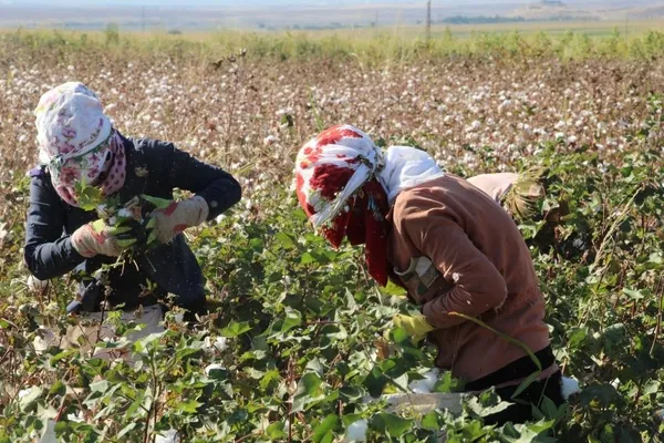terorun-yerini-huzura-biraktigi-cudi-dagi-etekleri-pamuk-tarlalarina-donustu-genc-kizlarin-gelir-kaynagi-oldu-1668768972442.jpg
