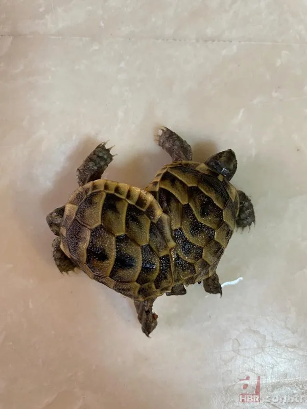 Pamukkale’de bulundu! Siyam ikizi kaplumbağa şaşkınlık yarattı