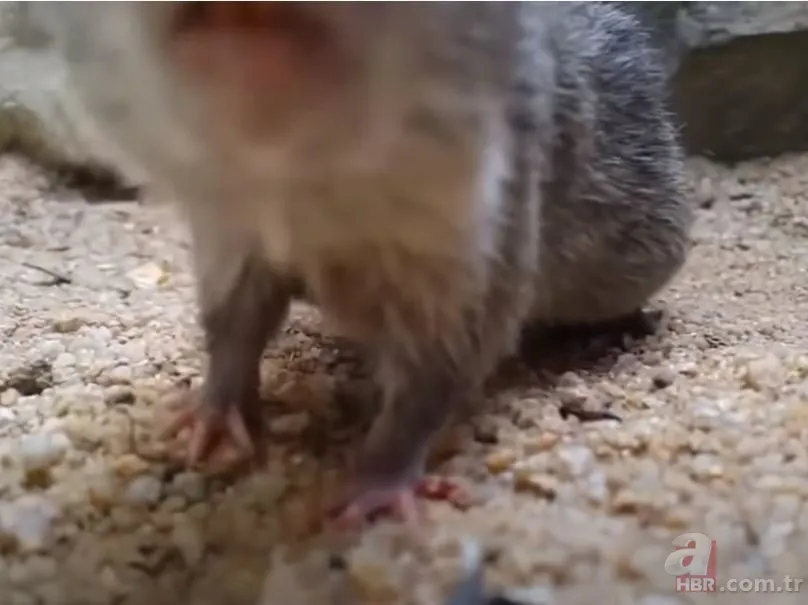 Görüntüler Türkiye’den… Havalar ısınınca ortaya çıktı! Gece uykudayken akrep soktu 19