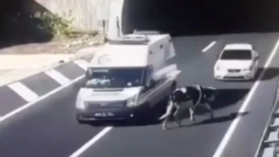 Korku dolu anlar kamerada! Tünel çıkışında ineğe böyle çarptı