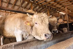 2026 kurbanlık fiyatları belli oldu!