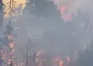 Eskişehir’de orman yangını!