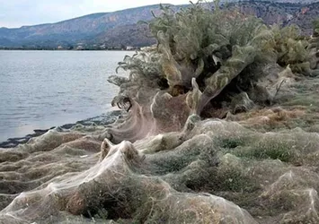 Yunanistan sahillerinde ürküten görüntü