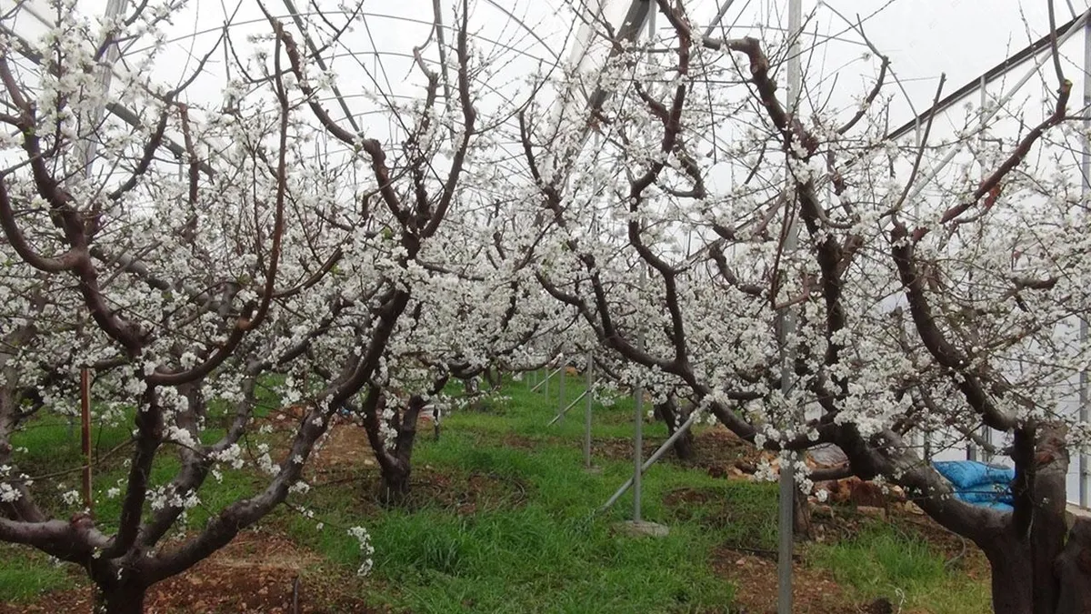 Mersin'de çiçek açan erik ağaçları havadan görüntülendi