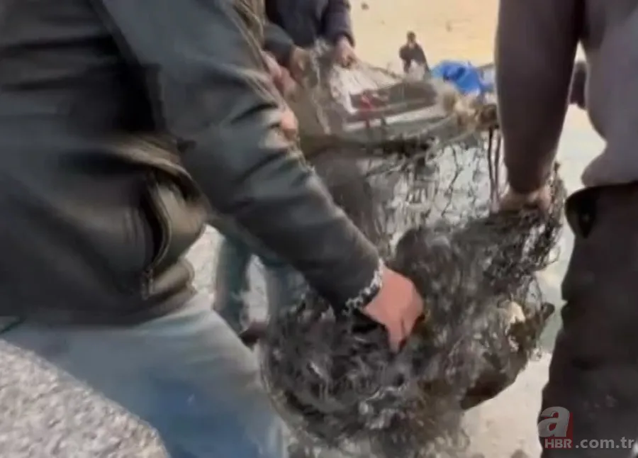 Akdeniz'de görmeye alışmıştık bu kez Balıkesir'de ortaya çıktı! Sokak ortasında görünce gözlerine inanamadılar! 9