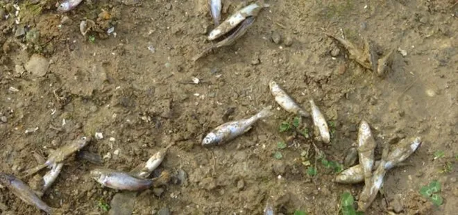 Suların çekildiği Ömerli Barajı’ndaki yavru balıklar telef oldu! Ekipler harekete geçti