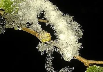 Meteorolojiden zirai don uyarısı