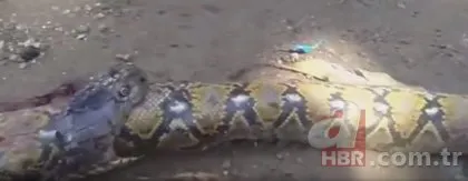 Piton bebek yuttu iddiası ortalığı karıştırdı! 🐍Yılanın midesinden bakın ne çıktı