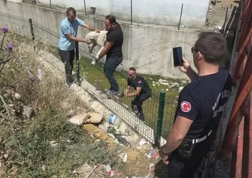Su kanalına düşen köpek zabıta ekiplerinin gerçekleştirdiği operasyonla kurtarıldı