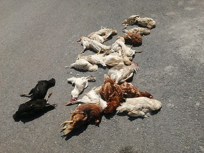 1717483296084.jpg Hatay'da sokak köpeği dehşeti! Kümeste onlarca tavuk ve horozu telef ettiler! Gözyaşlarıyla anlattı... - 2