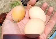 Yumurta için kümese gitti şoke oldu! Görenler gözlerine inanamadı