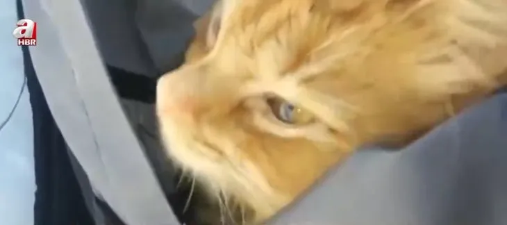 Akılalmaz olay! Kanser hastası kadını kedisi Jesperpus kurtardı
