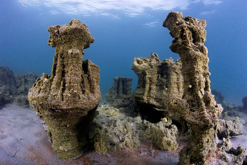Mehmetçik Van Gölü'nde yaşayan ikinci balık türünü buldu 6