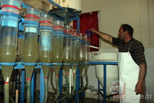 Balık sağımı başladı, hedef 5 milyon balık 6