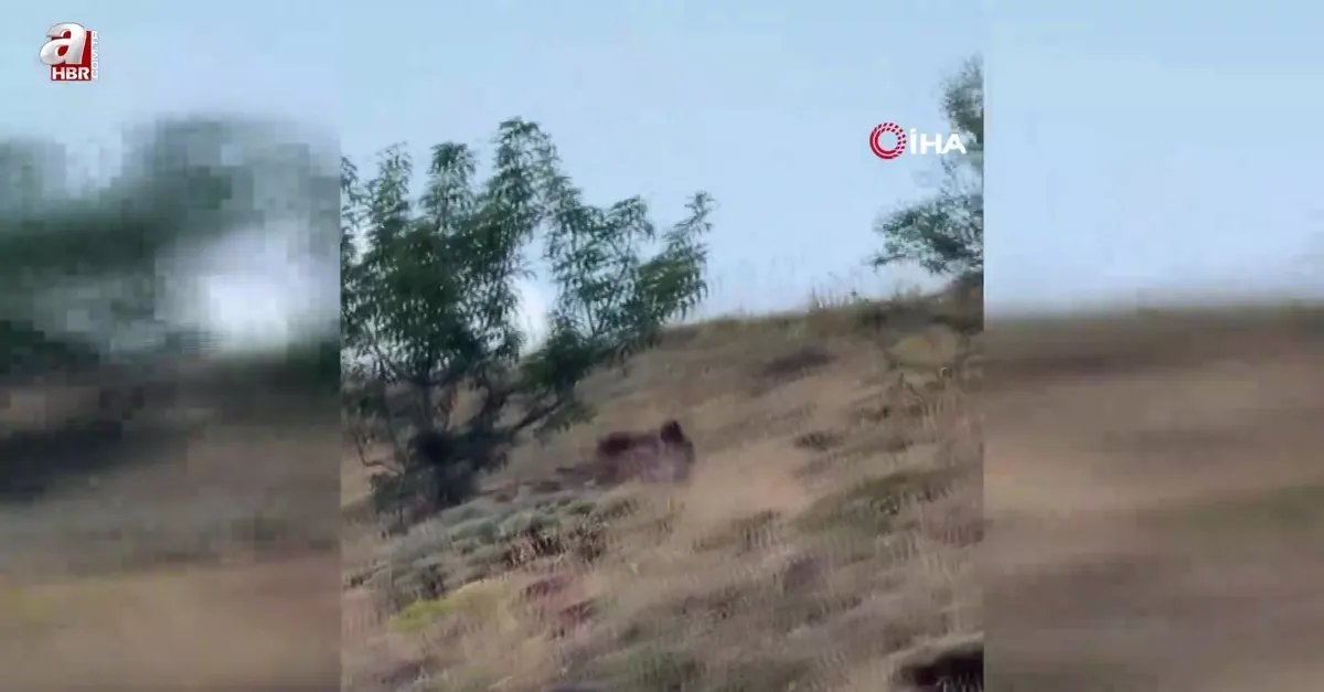 Çoban ayıyı bağırarak korkuttu