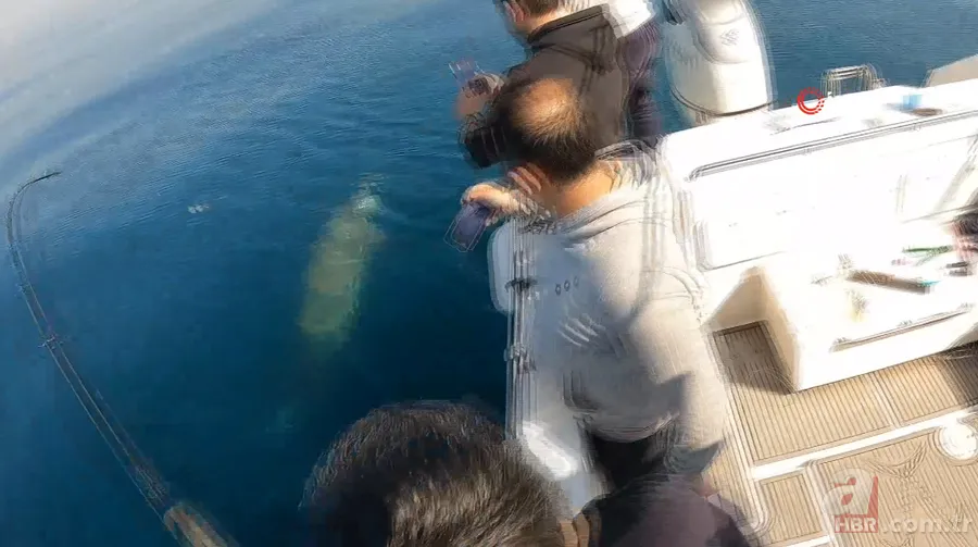 Levrek yakaladığını zannetti! Oltasına takılan balığı görünce gözlerine inanamadı 8